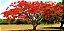 Muda De Flamboyant Linda Ornamental Com 70 Cm - Imagem 1