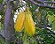 Muda De Carambola com 80 cm - Averrhoa Carambola - Imagem 2