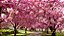 Muda De Cerejeira Japonesa Rosa Sakura Com 80 Cm + Brinde - Imagem 3