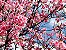 Muda De Cerejeira Japonesa Rosa Sakura Com 80 Cm + Brinde - Imagem 2