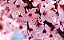 Muda De Cerejeira Japonesa Rosa Sakura Com 80 Cm + Brinde - Imagem 1