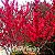 Linda Cerejeira Japonesa Vermelha Sakura Muda Com 80 Cm + Brinde - Imagem 4