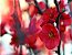 Linda Cerejeira Japonesa Vermelha Sakura Muda Com 80 Cm + Brinde - Imagem 1