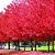 Linda Cerejeira Japonesa Vermelha Sakura Muda Com 80 Cm + Brinde - Imagem 5