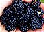 Amora Preta Arbusto sem Espinho - Blackberry Muda com 40 cm + Brinde - Imagem 1
