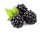 Amora Preta Arbusto Com Espinho - Blackberry Muda com 40 cm + Brinde - Imagem 5