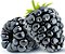 Amora Preta Arbusto Com Espinho - Blackberry Muda com 40 cm + Brinde - Imagem 1