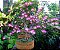 Árvore De Caliandra Rosa Com 150 Cm Linda Ornamental + Brinde - Imagem 3