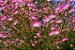 Árvore De Caliandra Rosa Com 150 Cm Linda Ornamental + Brinde - Imagem 2