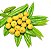 Rara Cabeludinha - Jabuticaba Amarela Muda Com 80 Cm Produz Em 1 Ano - Imagem 1