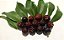 Fruta Rara Pitanga Roxa Graúda Anã Muda Com 20 Cm + Brinde - Imagem 1