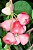 Delicioso Jambo Rosa Muda C/ 70 cm + Brinde - Imagem 1