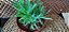 SUCULENTA SENECIO SERPENS - Imagem 3