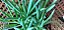 SUCULENTA SENECIO SERPENS - Imagem 5