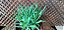 SUCULENTA SENECIO SERPENS - Imagem 4