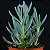 SUCULENTA SENECIO SERPENS - Imagem 1