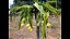 MUDA DE PITAYA AMARELA CLONADA (CLADODIO) LOGO PRODUZ - Imagem 2