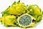 MUDA DE PITAYA AMARELA CLONADA (CLADODIO) LOGO PRODUZ - Imagem 1