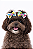 2 Laços Para Penteado Pet - Imagem 1