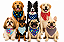 Bandanas Para Banho e Tosa - ATACADO - Imagem 1