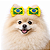 Kit com 2 Laços Pet - Seleção Brasileira - Copa 2026 - Imagem 1