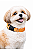 Coleira para Pet Ajustável (Para Cães de Pequeno e Médio Porte) - Imagem 1