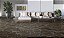 PORCELANATO DAMME ELEGANT BROWN PR82122 MARMORIZADO 82X82CM - Imagem 2