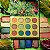 Paleta de Sombras Colourpop Lush Life Shadow Palette - Imagem 1