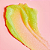 Esfoliante Corporal Tree Hut Rainbow Sherbet Sugar Scrub | 510G - Imagem 3