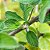 Óleo essencial de Verbena Brasileira (Lippia alba) Orgânico - 10ml - Imagem 2