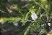 Óleo essencial de Melaleuca (Melaleuca alternifolia) Orgânico - 10ml - Imagem 2