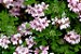 Óleo essencial de Gerânio Brasil (Pelargonium graveolens) - 10ml - Imagem 2