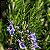 Hidrolato de Alecrim (Rosmarinus officinalis QT Cânfora) Orgânico - 200ml - Imagem 2