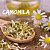 Camomila - Imagem 1