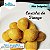Mini Coxinha de Frango (1 kg) - Imagem 1