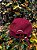Dad Hat - Bordô Middle - Imagem 4