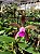Cattleya Mini Green - Pre Adulta - Imagem 3