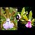 Cattleya Bicolor (Verde x Coerulea) - Tamanho 3 - Imagem 1