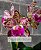 Blc. Durigan Gemini - Adulta (Flor) - Imagem 1