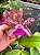 Cattleya Peckhaviensis - Adulta - Imagem 1