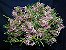Dendrobium Hercoglossum - Pré Adulto - Imagem 2