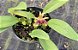 Bulbophyllum Vanvuurenii x (Echinolabium x Palawanense) - Adulto - Imagem 1