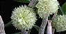 Dendrobium Purpureum Album - Adulta - Imagem 1