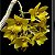 Dendrobium Ionopus - Adulto - Imagem 1