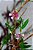 Dendrobium Obtusum - Adulto - Imagem 2