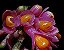Dendrobium Obtusum - Adulto - Imagem 1