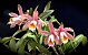Cattleya Forbesii Rosada - Tamanho 3 - Imagem 1