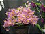 Dendrobium Loddigesii - Pre Adulta - Imagem 1