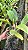 Blc. Chia Lin 'New City' - Adulta - Imagem 2
