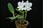 Cattleya × Dolosa 'Suzuki' - Adulta - Imagem 1